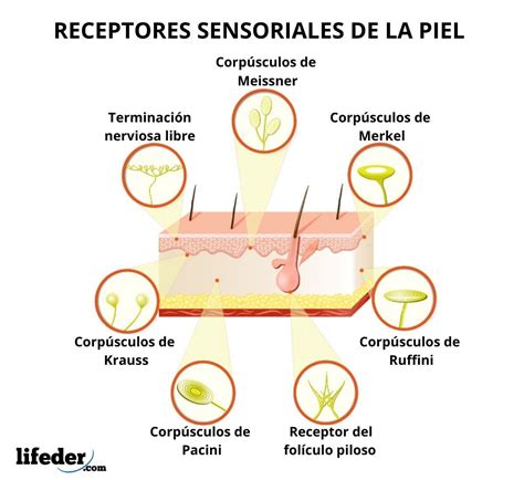 Tipos De Receptores Sensoriais Sololearn