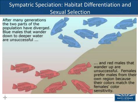 ppt macroevolution part iii sympatric speciation powerpoint presentation id 5358122