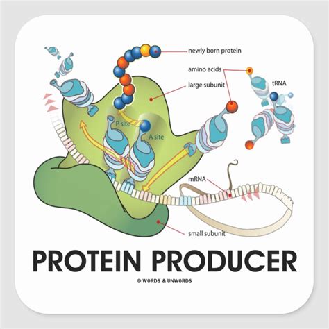 Protein Producer Mrna Trna Protein Synthesis Square Sticker Zazzle