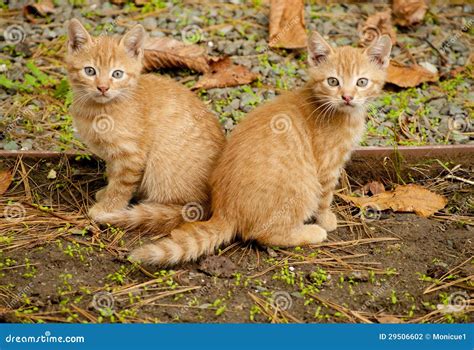 Two Orange Kittens Stock Photo Image Of Eyes Animal 29506602