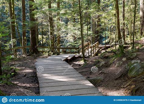 Beautiful Wooden Path In The Rainforest Lynn Canyon Park North