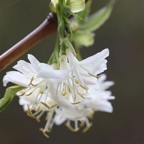 Buy Winter Honeysuckle Lonicera × Purpusii Winter Beauty Delivery By
