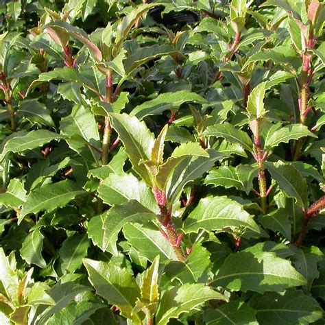 However vines can sometimes be difficult to keep and require the right climate and level of sunshine. Taiping Shan Evergreen Climbing Hydrangea | Plants4Home
