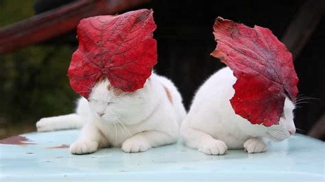 10 Hilariously Adorable Photos Of Cats With Hats