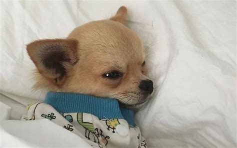 14 Lovely Pictures Of Chihuahuas Who Love To Sleep Very Much Page 2