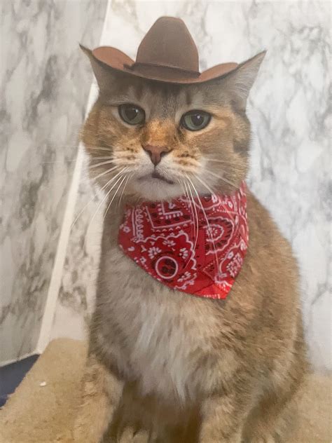 Brown Cowboy Cat Hat Free Shipping Etsy