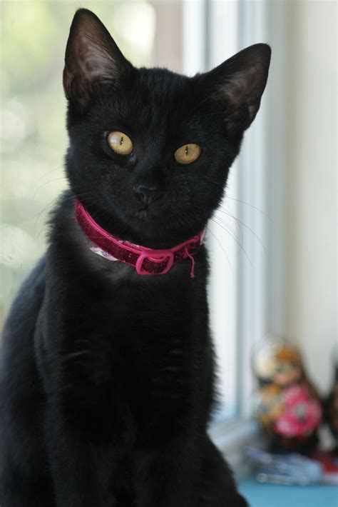 Find the perfect name for your male or female ginger kitten, in our giant list of orange cat names. 20 Black Cat Names for Your Spooky or Sweet Feline | Cat ...