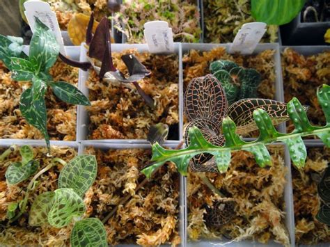 But not so obviously, joe will eventually pay for his tiny act of rebellion. Jewel Orchids | Jewel orchid, Orchids, Fruit