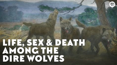 Life Sex And Death Among The Dire Wolves Youtube