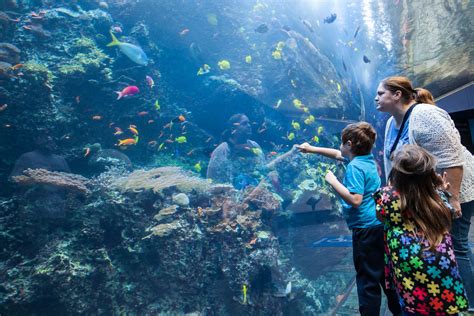 Georgia aquarium is ranked #12 out of 26 things to do in atlanta. Georgia Aquarium Hosts Families for Autism Awareness Day | Georgia Aquarium