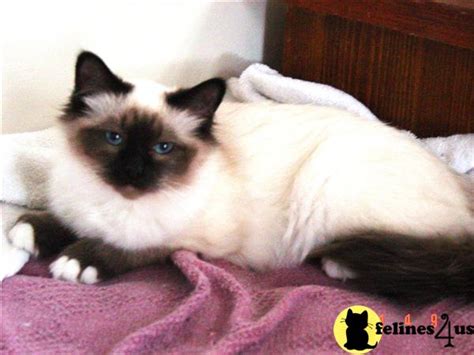 Birman Kitten For Sale Birman Cattery For Sale 9 Yrs And 4 Mths Old