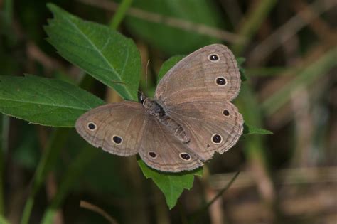 Arcticory Brown With Spots