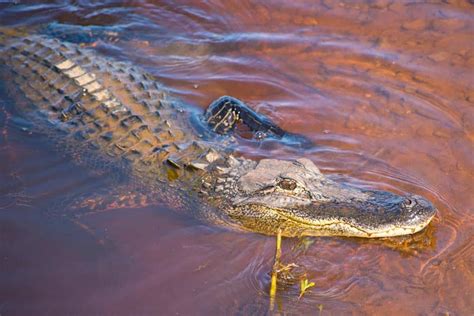 Are There Alligators In Georgia Where Sunlight Living