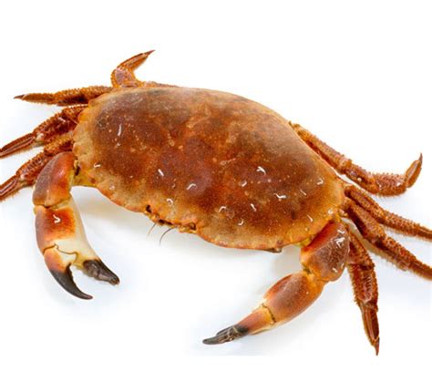 Crab Definition Of Crab