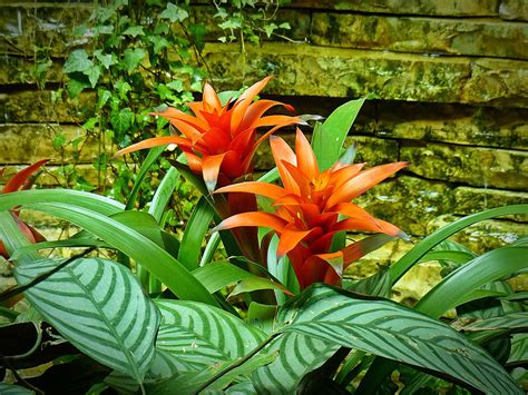 Best Indoor Plants For Beginners Bromeliad Lively Root