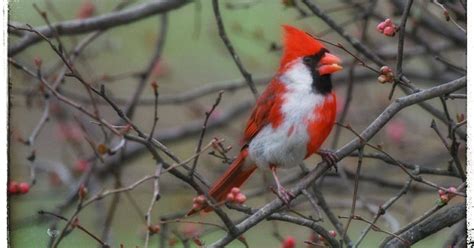 Extremely Rare Cardinal Spotted In Southern Indiana