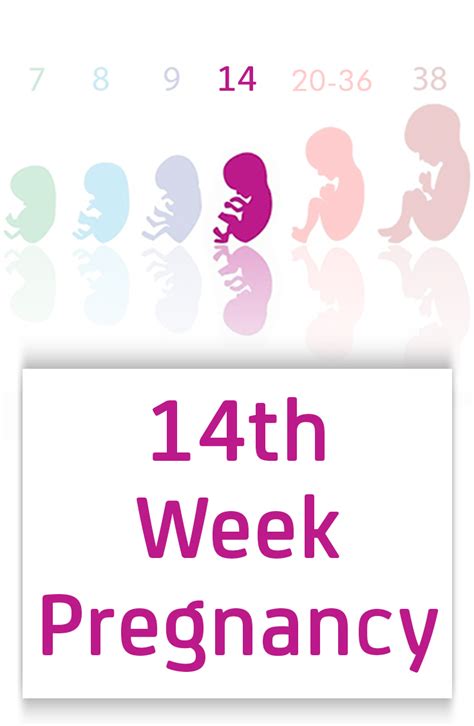 14th Week Pregnancy Symptoms Baby Development And Body Changes