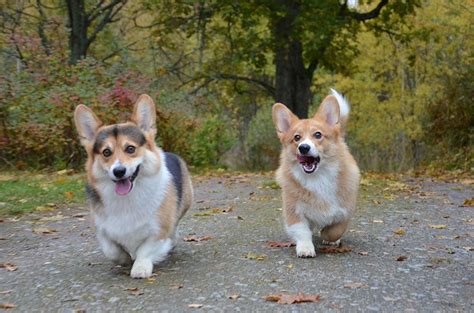 Corgis The Legend Goes One Day Two Children Were Out In The Fields
