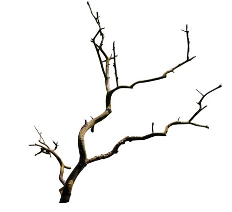 Branch Png Transparent Branchpng Images Pluspng