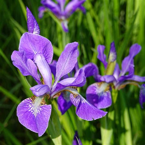 Iris Versicolor Blue Flag Iris Seeds Flower Seeds For Sale