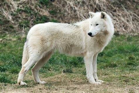 Arctic Wolf Creatures Of The World Wikia Fandom Powered By Wikia