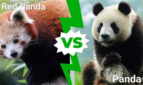 Red Panda Vs Panda 5 Key Differences A Z Animals