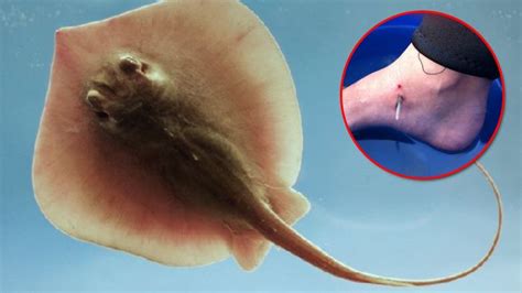 How To Avoid Being Stung By A Stingray While Fishing Follow Me Go Fishing