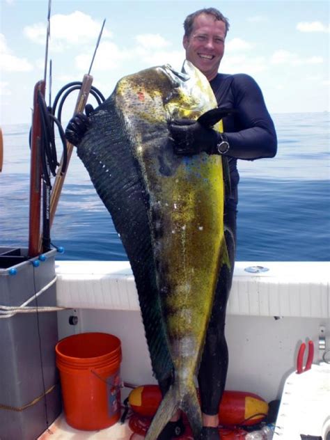 Huge Mahi Mahi Hunting