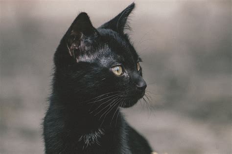 Black Cat Superstition Telegraph