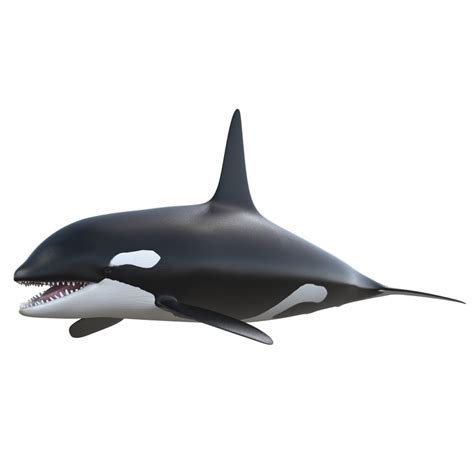 3d Killer Whale Orca