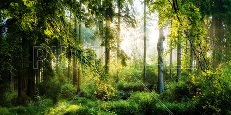 Sunrise In The Forest Enchanting Wall Mural Photowall