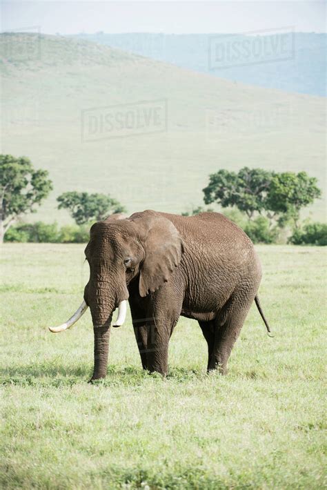 Large Bull Elephant In Ngorongoro Crater Tanzania Stock Photo Dissolve