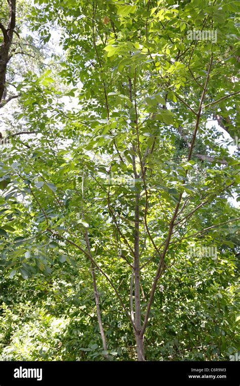 Texas Ash Tree Fraxinus Texensis Stock Photo Alamy