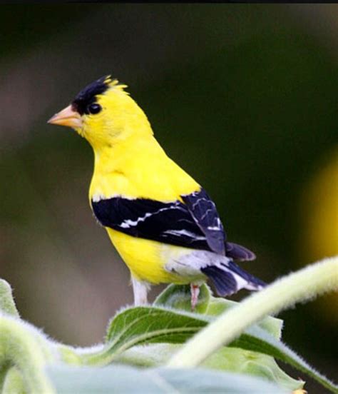 Pin By Patti Rice On Birds Birds I Love Goldfinch Birds Backyard