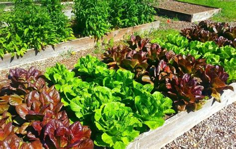 Top growing tips from the experts. 28 BEST VEGETABLES TO GROW IN RAISED BEDS - Bed Gardening
