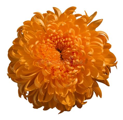 Orange Chrysanthemum Flower White Isolated Background Stock Photo