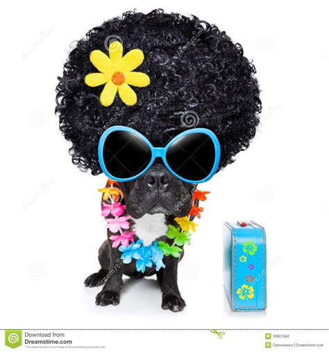 Hippie Dog Stock Photo Image 39807940