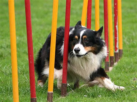 Dog Agility Training Is Great Fun And Exercise