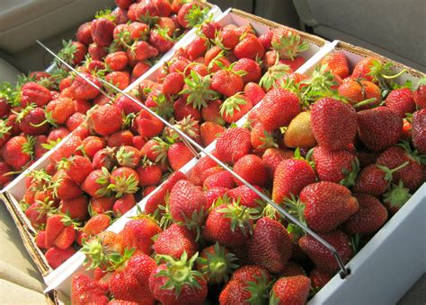 Strawberry Picking at Walnut Drive Gardens - Best Bib and Tucker