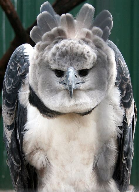 Harpy Eagle Harpia Harpyja Geographic Range From Central Flickr