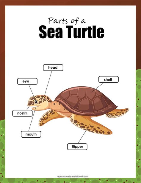 Learn All The Different Parts Of A Sea Turtle By Top Hawaii Blog Hawaii