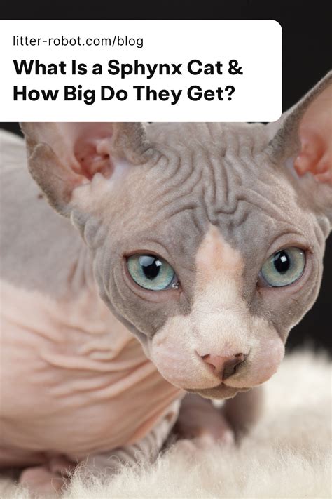 Sphynx Cats Make Wonderful Pets But The Work That It Takes To Properly