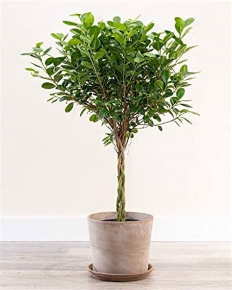 Ficus Tree Care How To Grow And Maintain Ficus Indoors Apartment Therapy