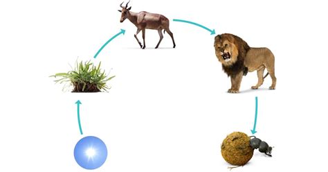 For example, grass produces its own food from sunlight. Food Chains For Kids | Facts About Food Chains | DK Find Out