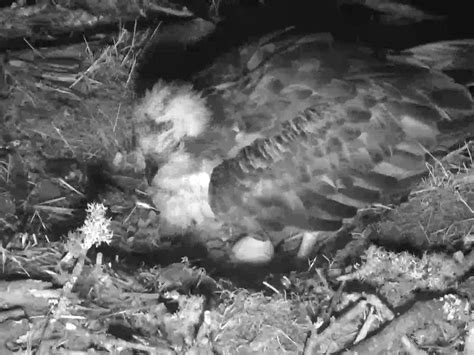 Osprey Lays Her First Egg Of The Season Express And Star