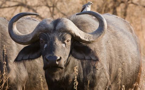 The African buffalo - Sibuya Game Reserve