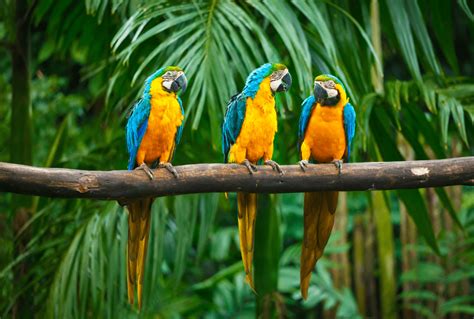 Types Of Macaws Guide Birding Insider