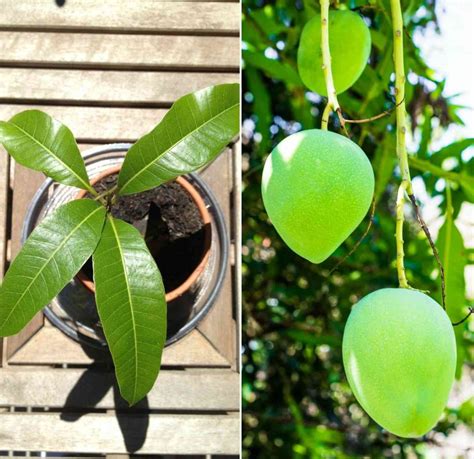Growing Mango Tree In Containers From Seed Gardening Tips