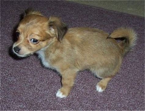 jack chi dog breed pictures