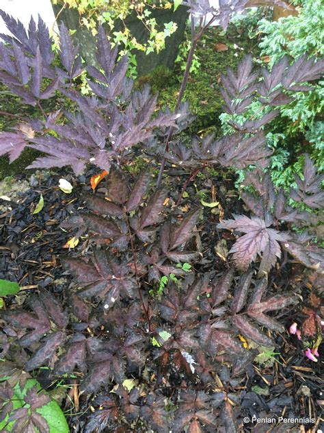 Actaea Simplex ‘black Negligee Penlan Perennials Nursery